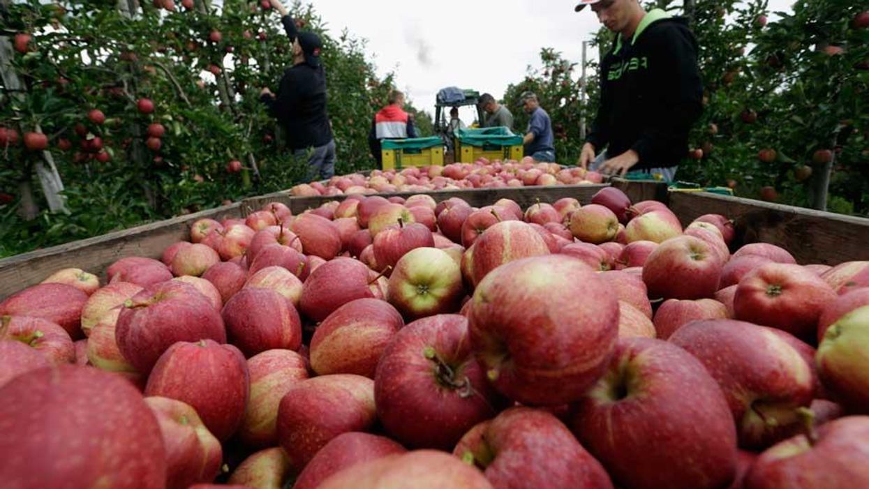 An apple a day really can help keep the doctor away