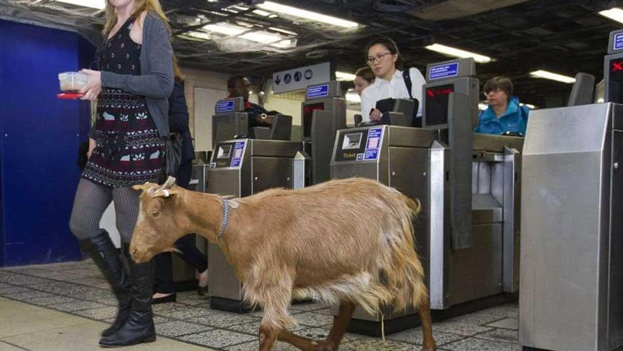 This is why there was a goat on the Tube this morning