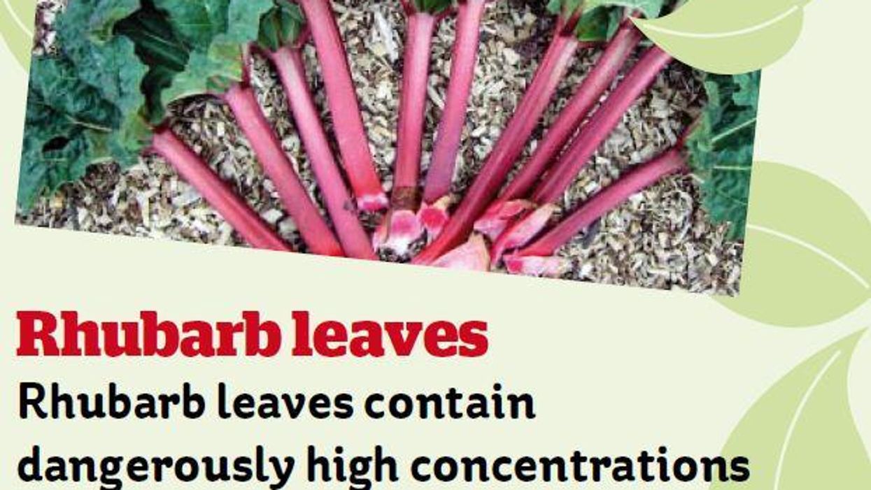 Six innocuous looking plants that are actually all poisonous