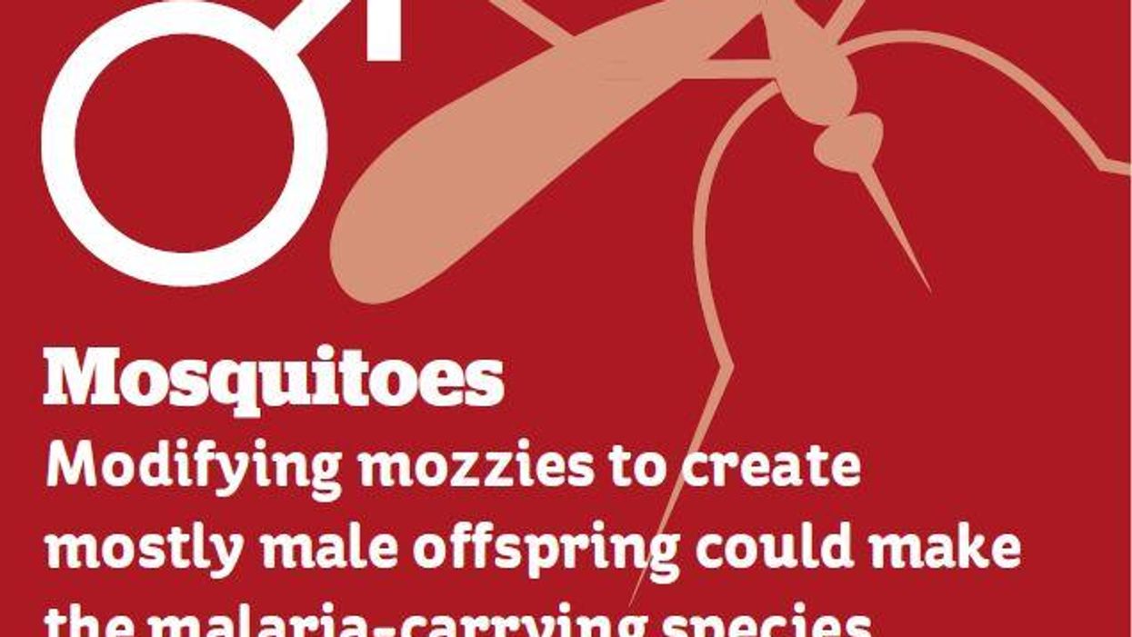 Six reasons why genetically modified animals are a good thing
