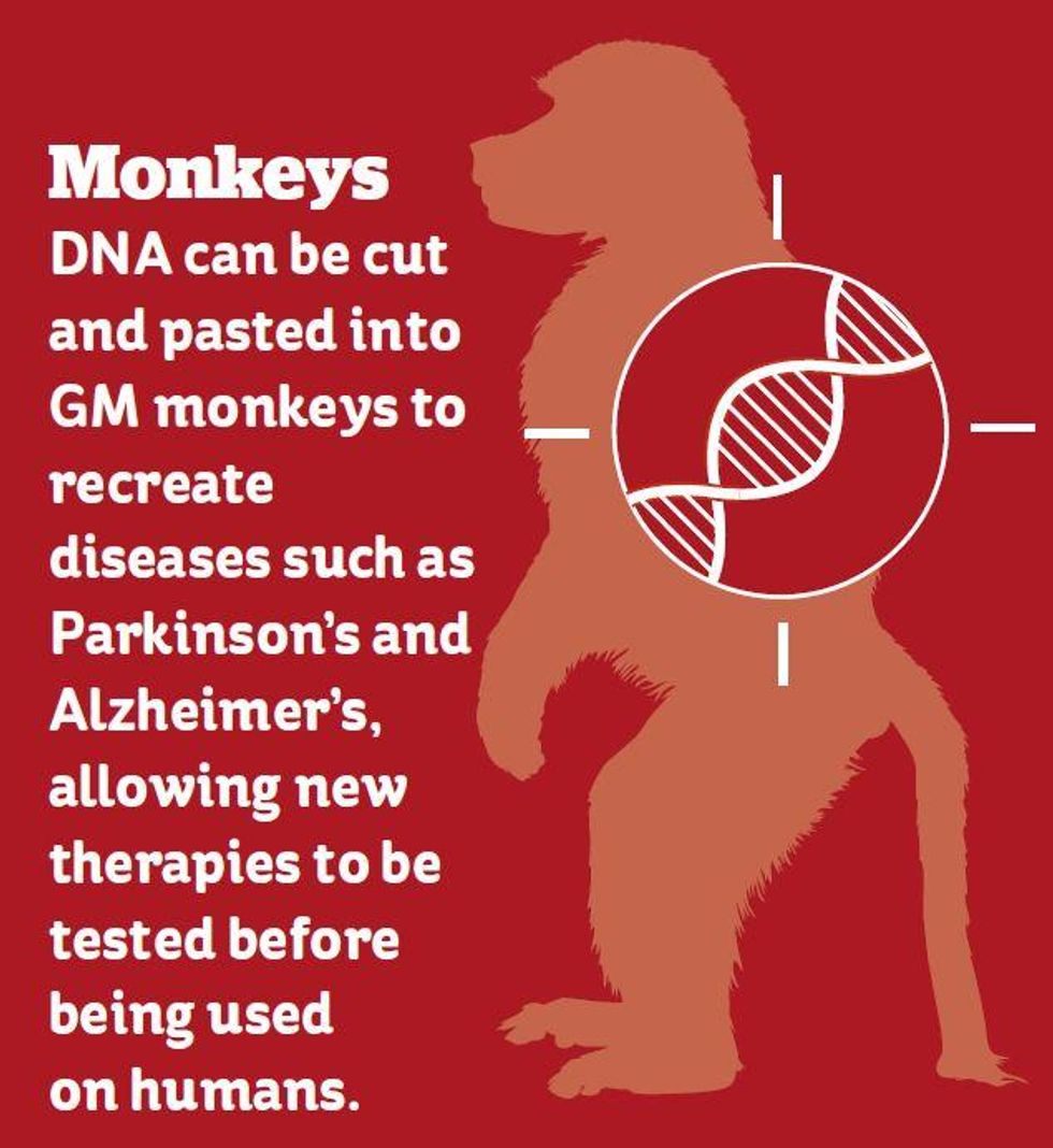 Six reasons why genetically modified animals are a good thing | indy100 ...