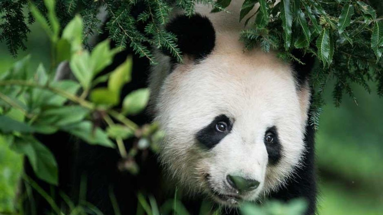 A panda is pregnant and Scottish independence is back on the table