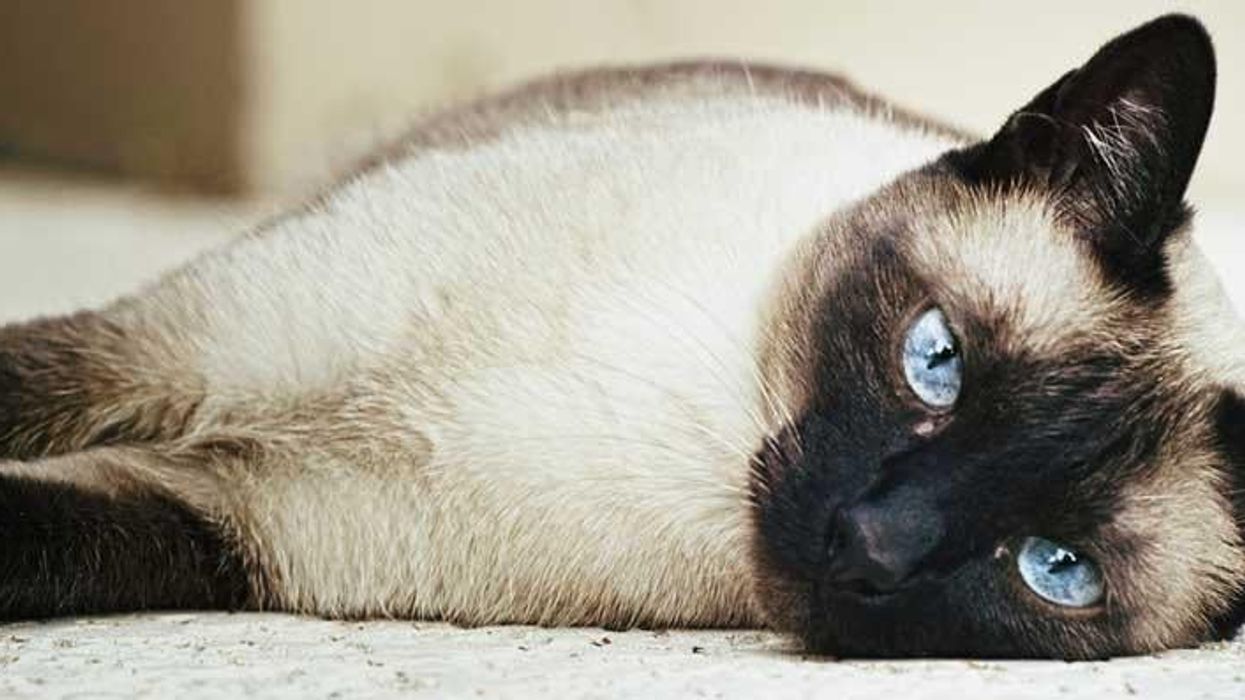 Want to hack your neighbour's wifi? There's a cat for that