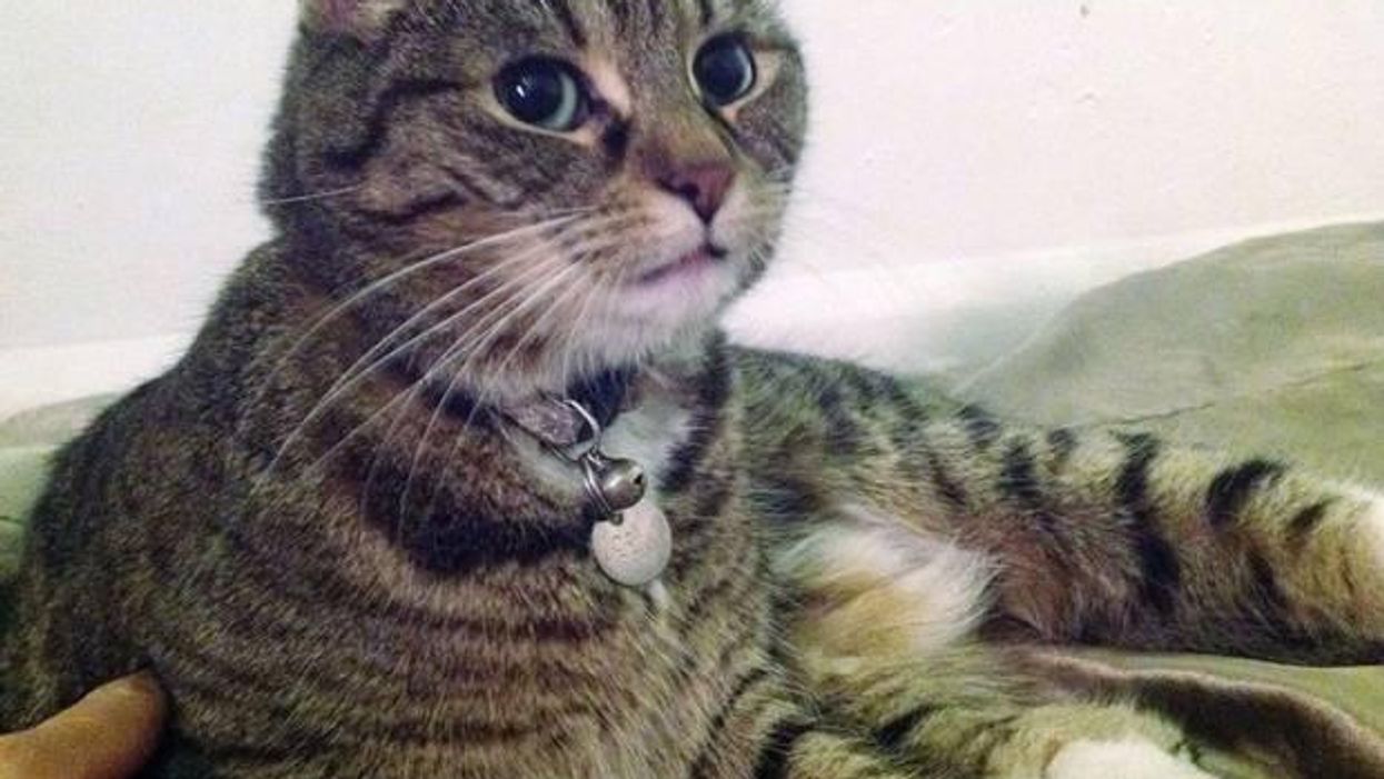This is the saddest possible news you will hear on World Cat Day