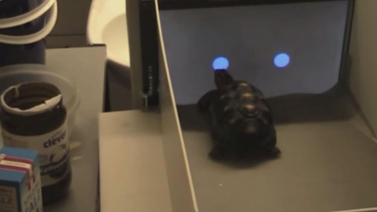 They have tortoises that can use touchscreens now