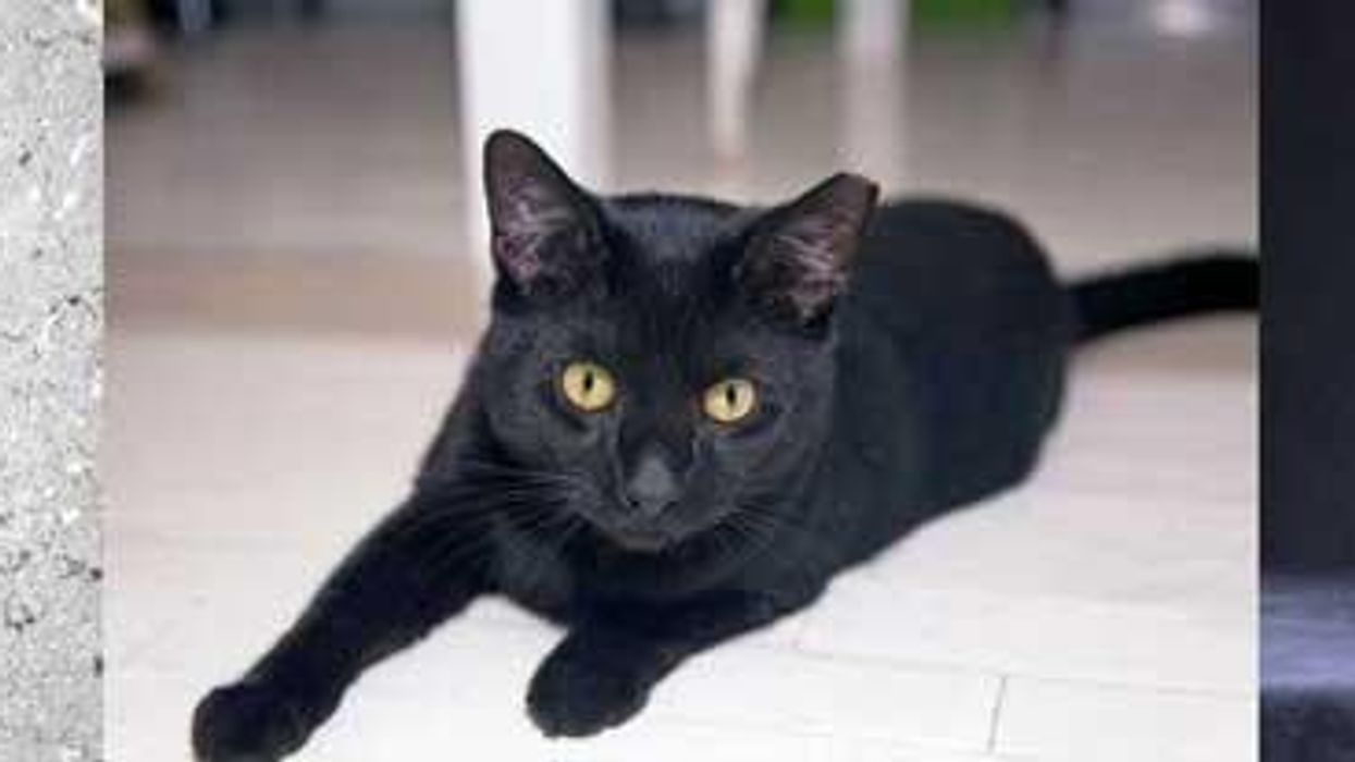 Here are some handsome black cats we want to take a selfie with