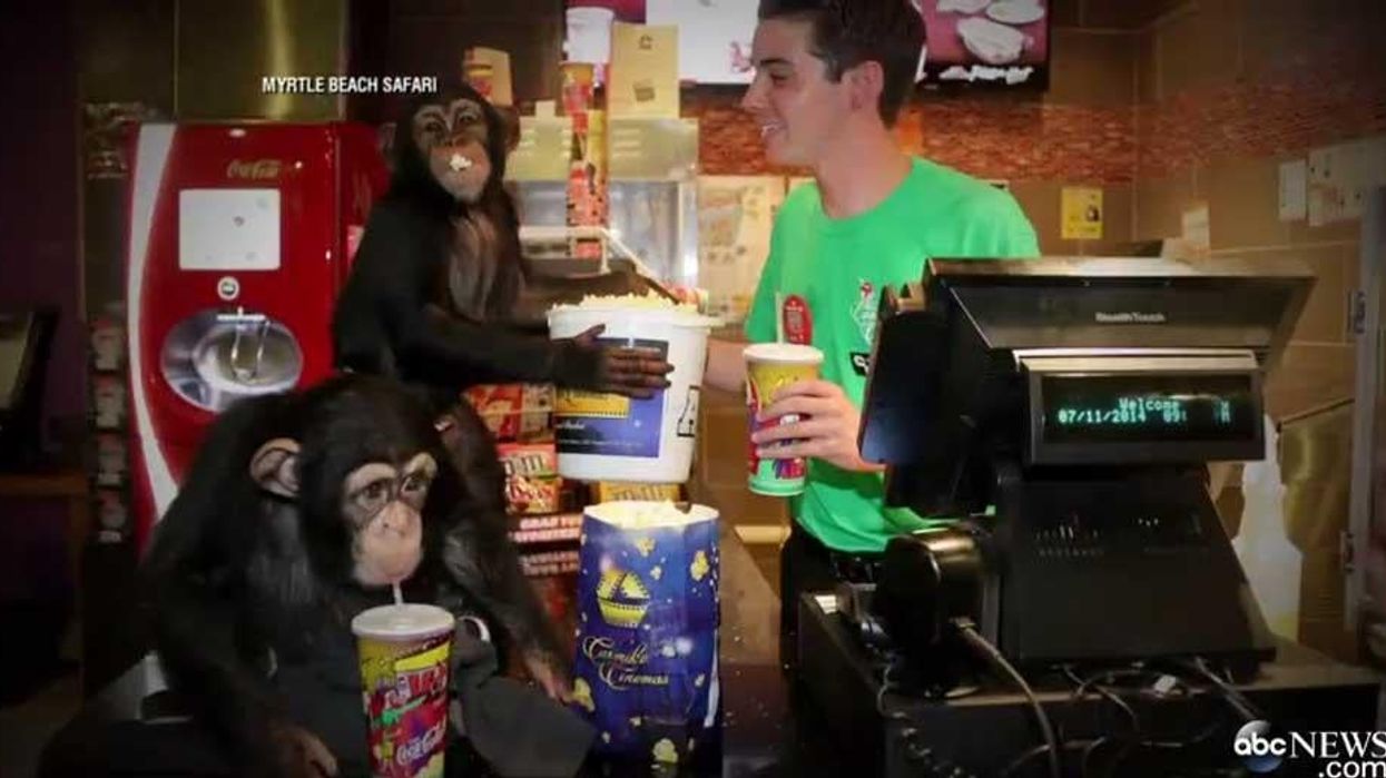 Chimps watch Planet of the Apes, pay for own popcorn