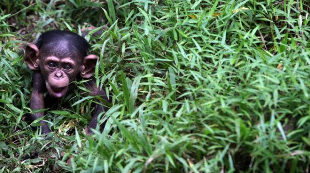 Look at this baby chimp indy100 indy100