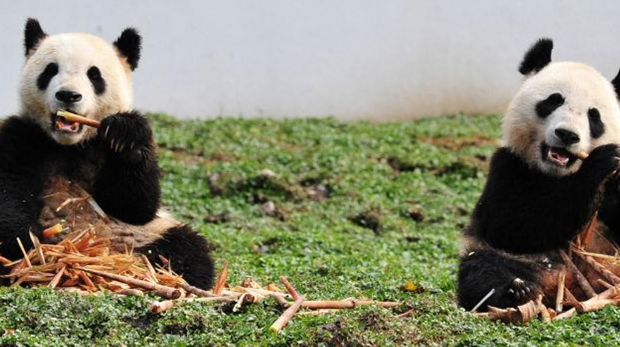 Why pandas are the most frustrating animals out there