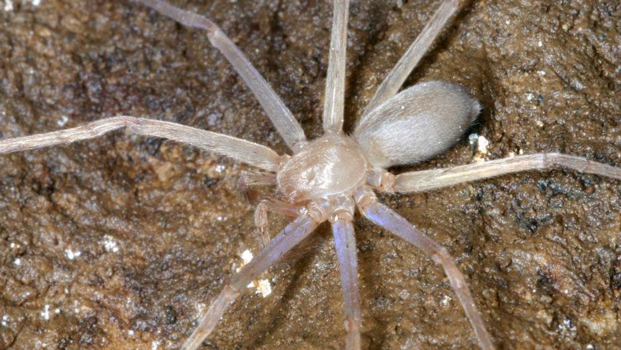 The amazing new species discovered in Greater Mekong