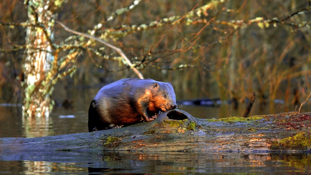 Have beavers moved the goalposts?
