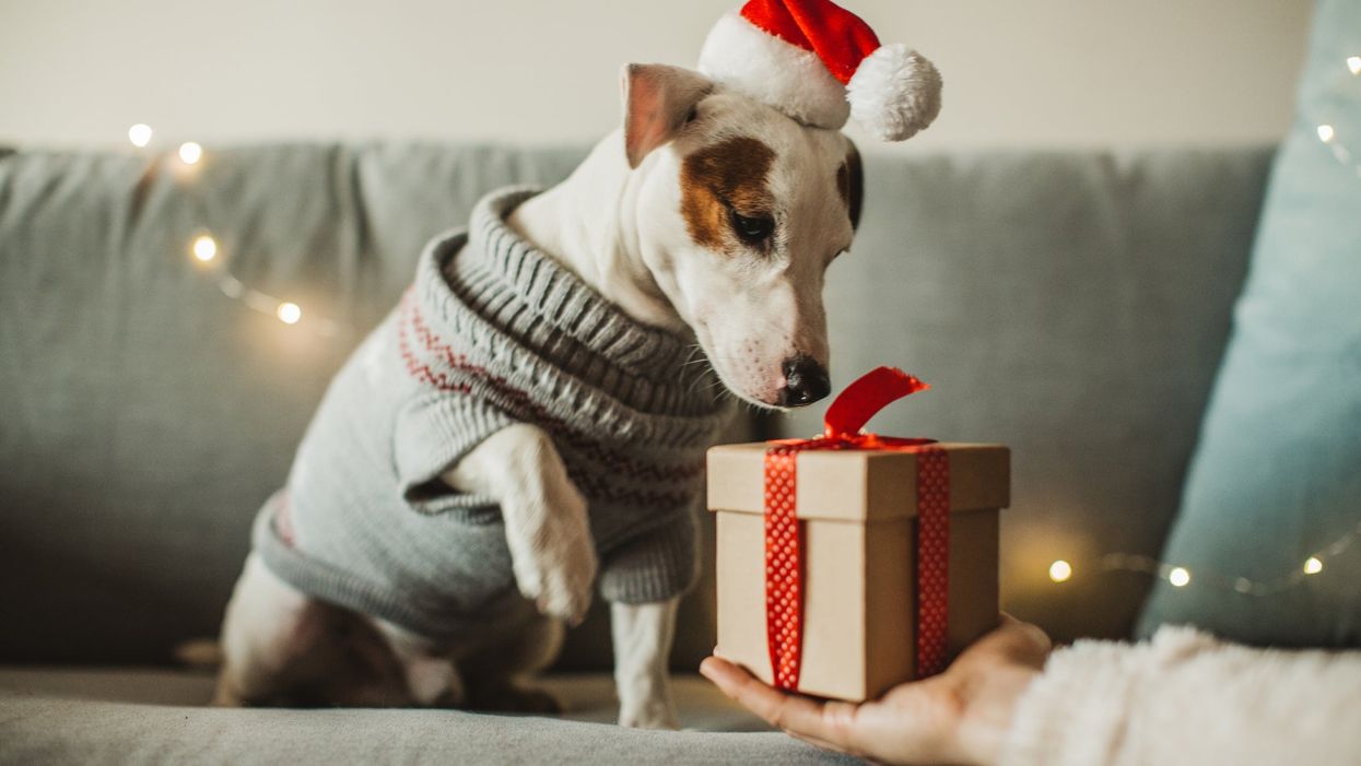 7 best gifts to spoil pets and their owners this year