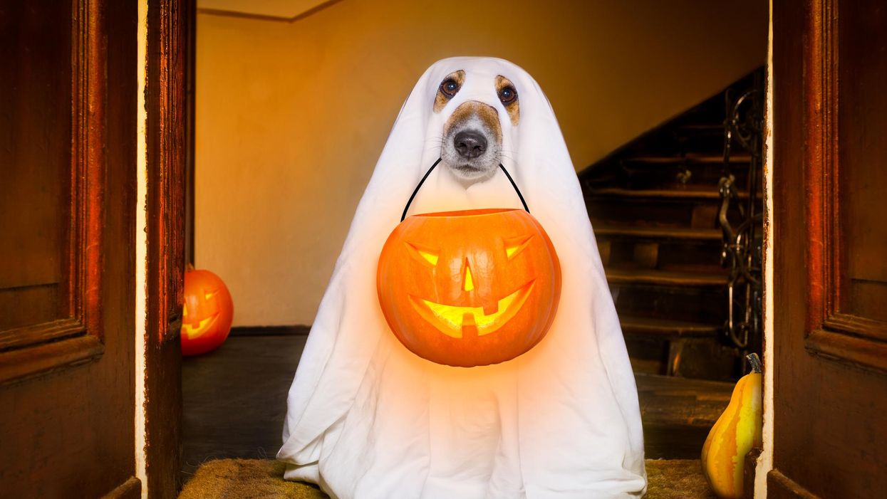10 best dog costumes to dress up your pooch for Halloween