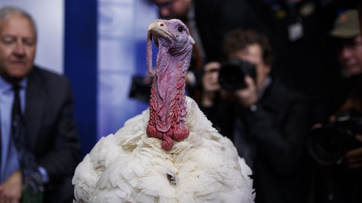 This turkey has spent more time with press this month than Sarah Huckabee Sanders