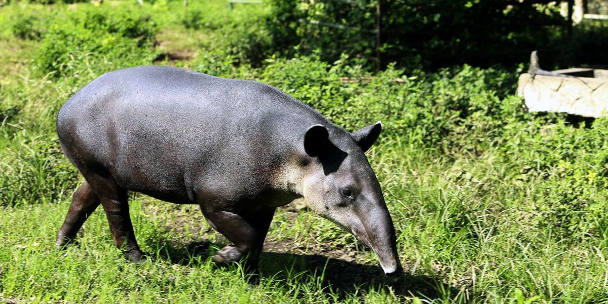 penisul în tapiri cum să crești un penis acasă