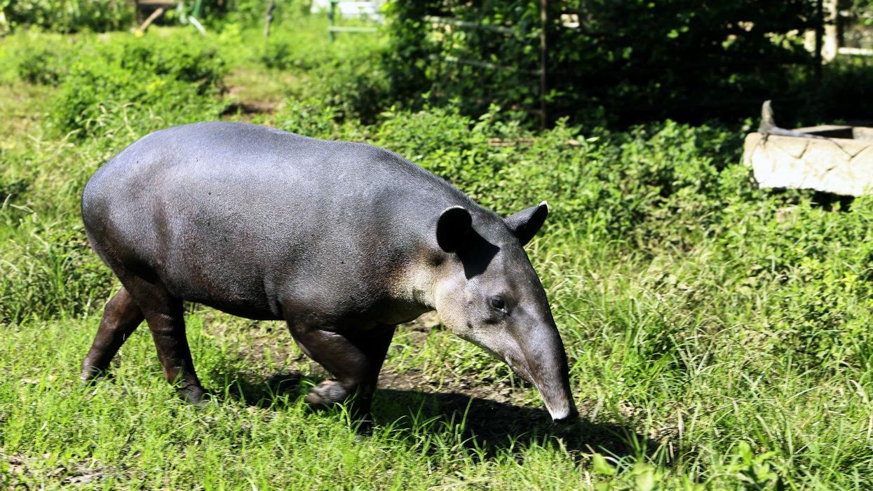 Watch this tapir scratch himself with his incredibly long penis