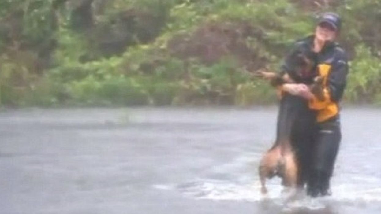 Reporter rescues dog from treacherous Hurricane Florence flood waters