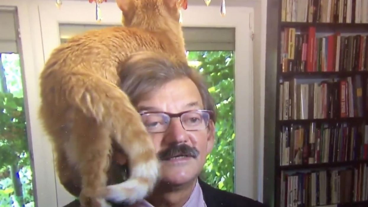 This serious political interview was derailed by a ginger cat