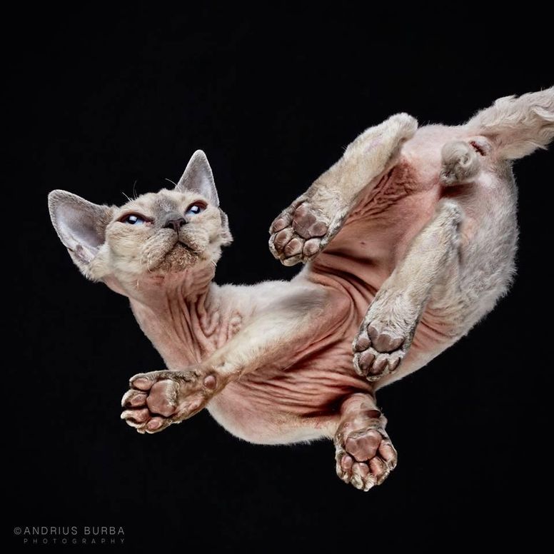 Taking Photos Of Cats From Underneath