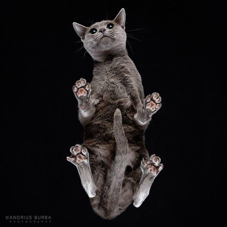 cats on glass tables from below