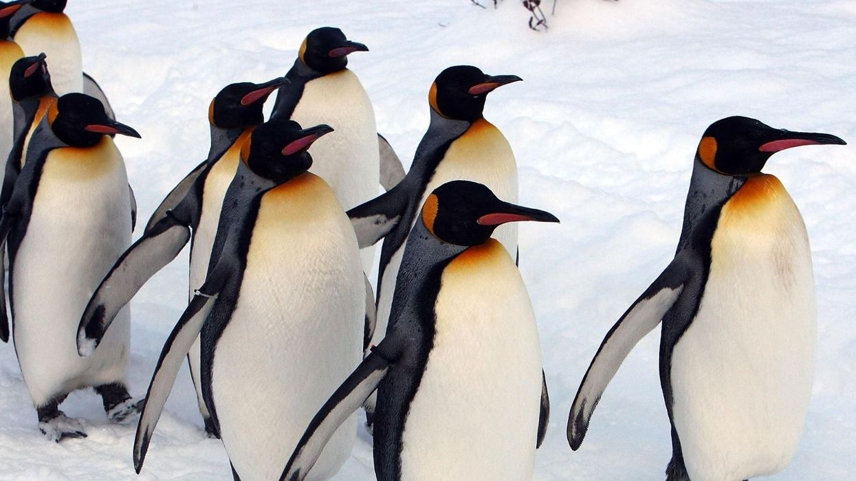 Satellite images reveal penguin colonies nobody knew existed