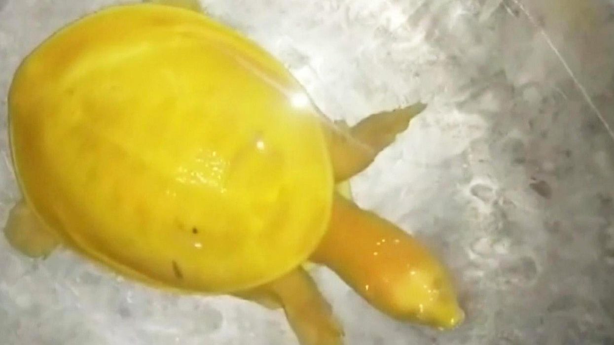 Incredibly rare yellow albino turtle discovered by farmer in India