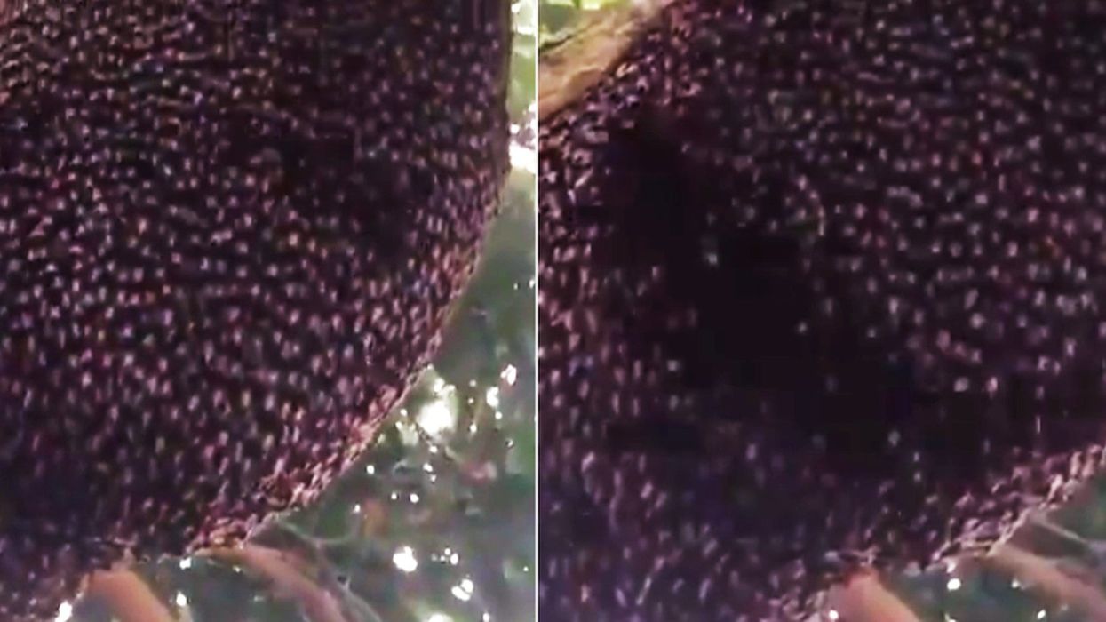 Hypnotic footage shows bees performing 'Mexican wave' shimmering sequence to scare off wasps