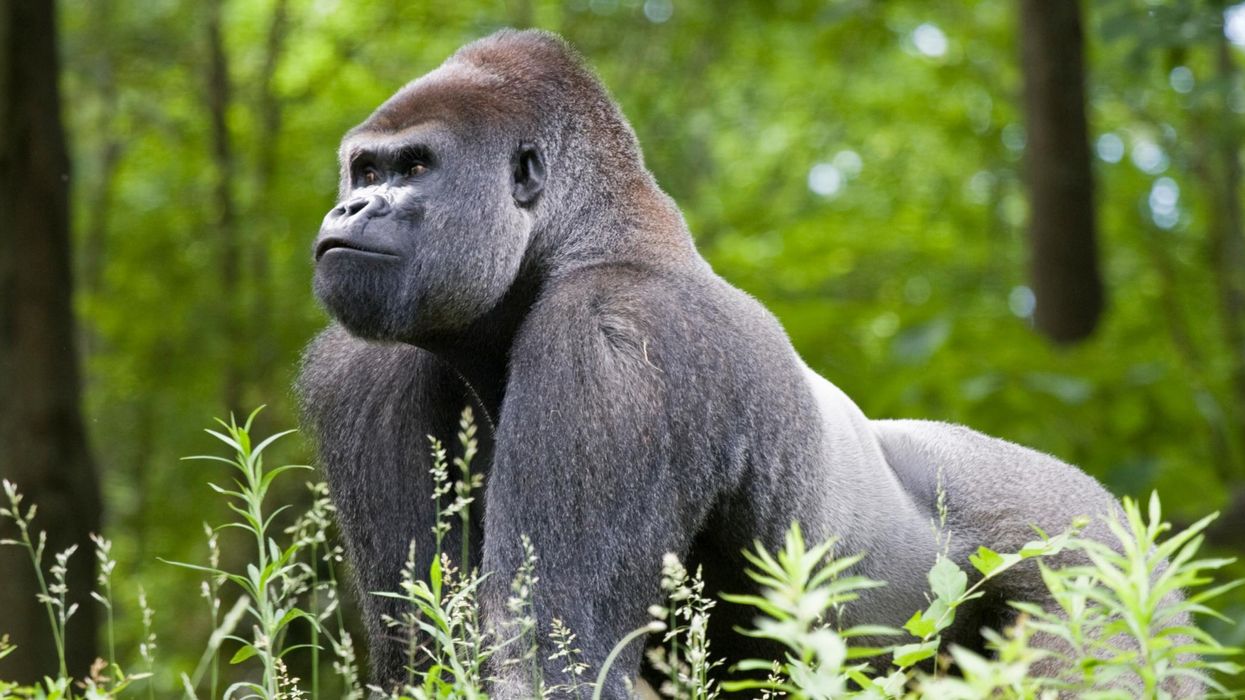 Africa's most famous silverback gorilla Rafiki has been killed by poachers and people are heartbroken