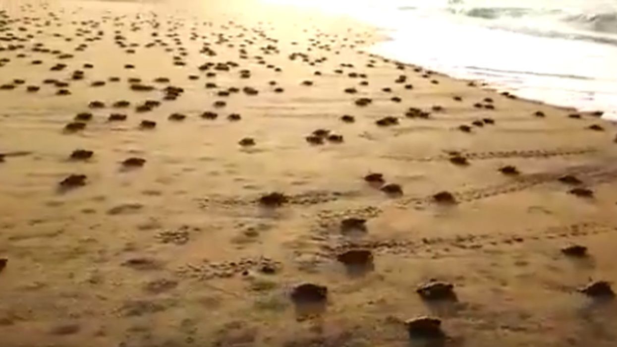Rare footage captures thousands of baby turtles making it to the sea