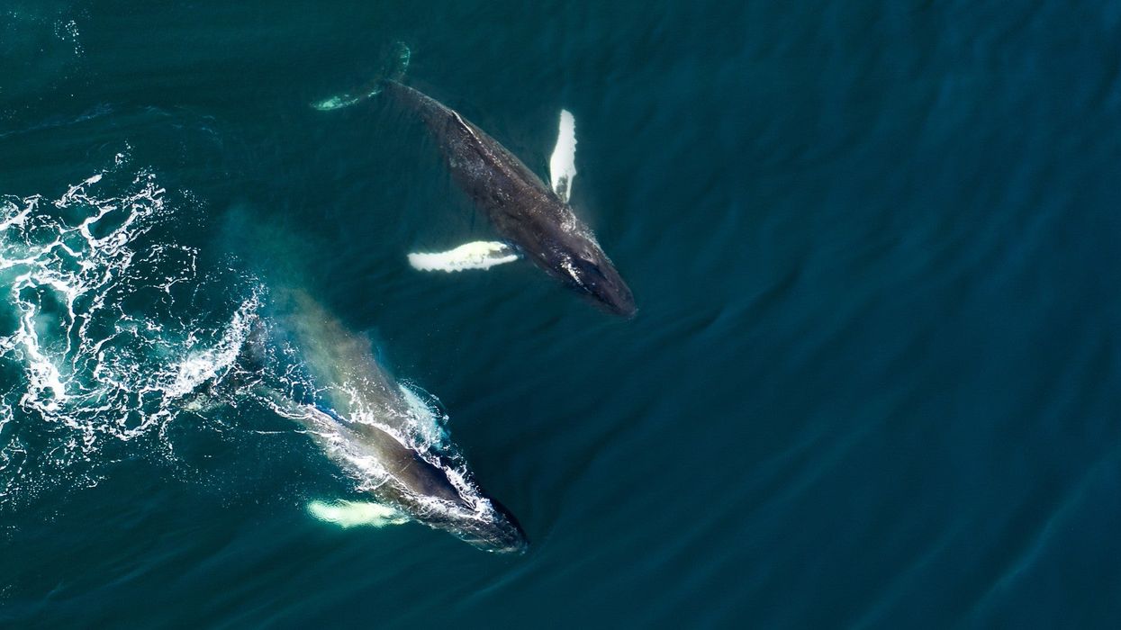 It's official: Iceland won’t kill any whales in 2020