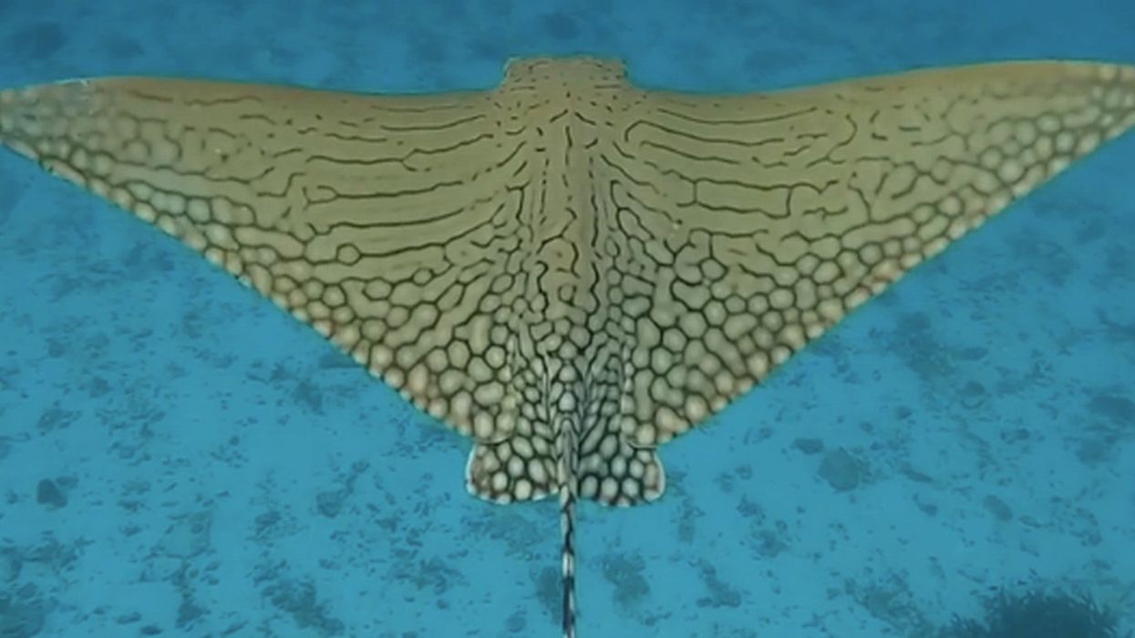 Breathtaking footage captures the rare eagle ray swimming on Australia's Great Barrier Reef
