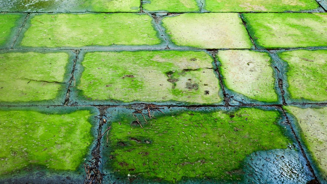 New Zealanders warned not to eat ‘sexy pavement lichen'