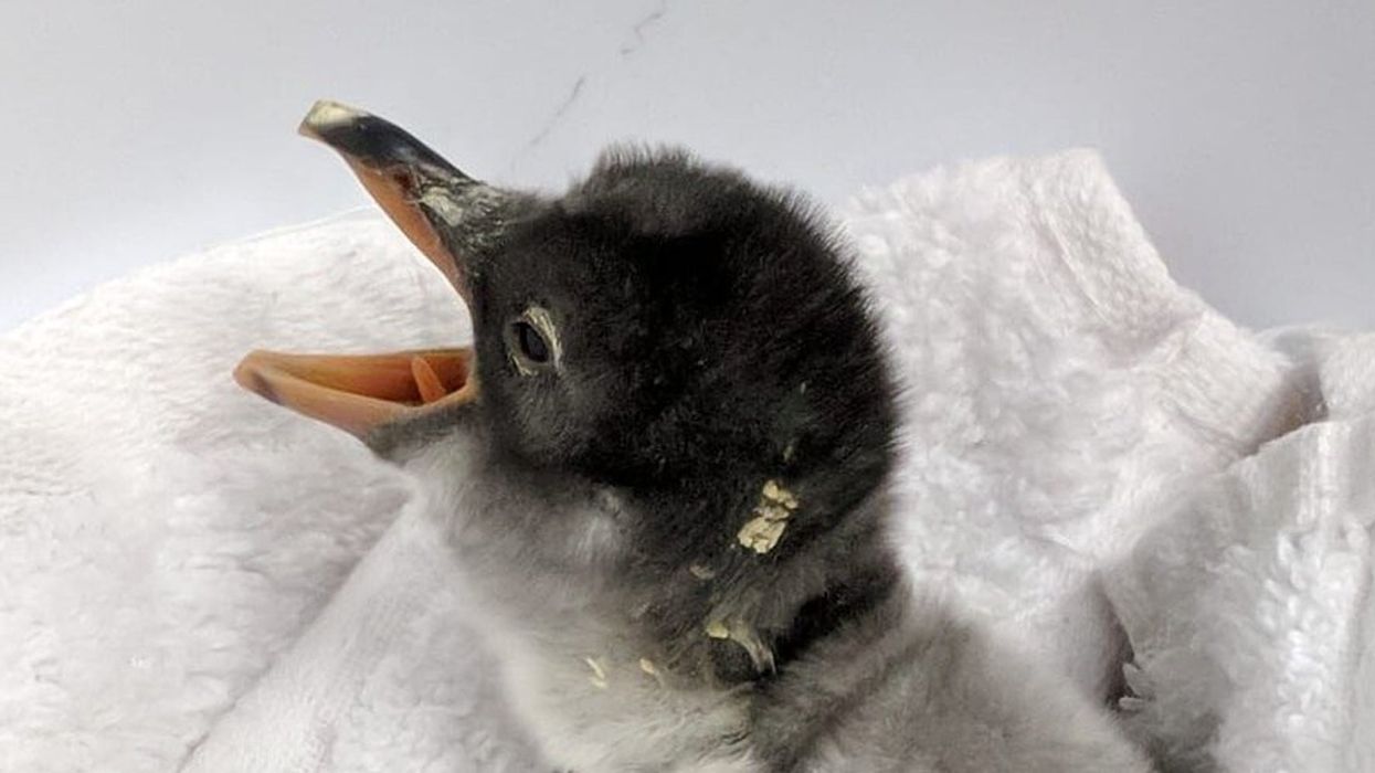 Sydney's gay penguins have welcomed their first chick into the world and people can't cope