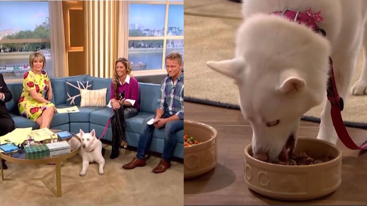 Woman accused of 'animal cruelty' for putting her Siberian husky on vegetarian diet