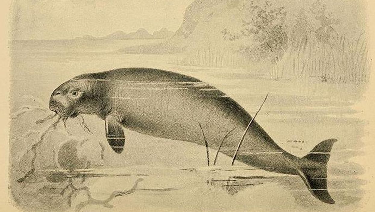 Ancient sea cow's remains discovered on a Russian island