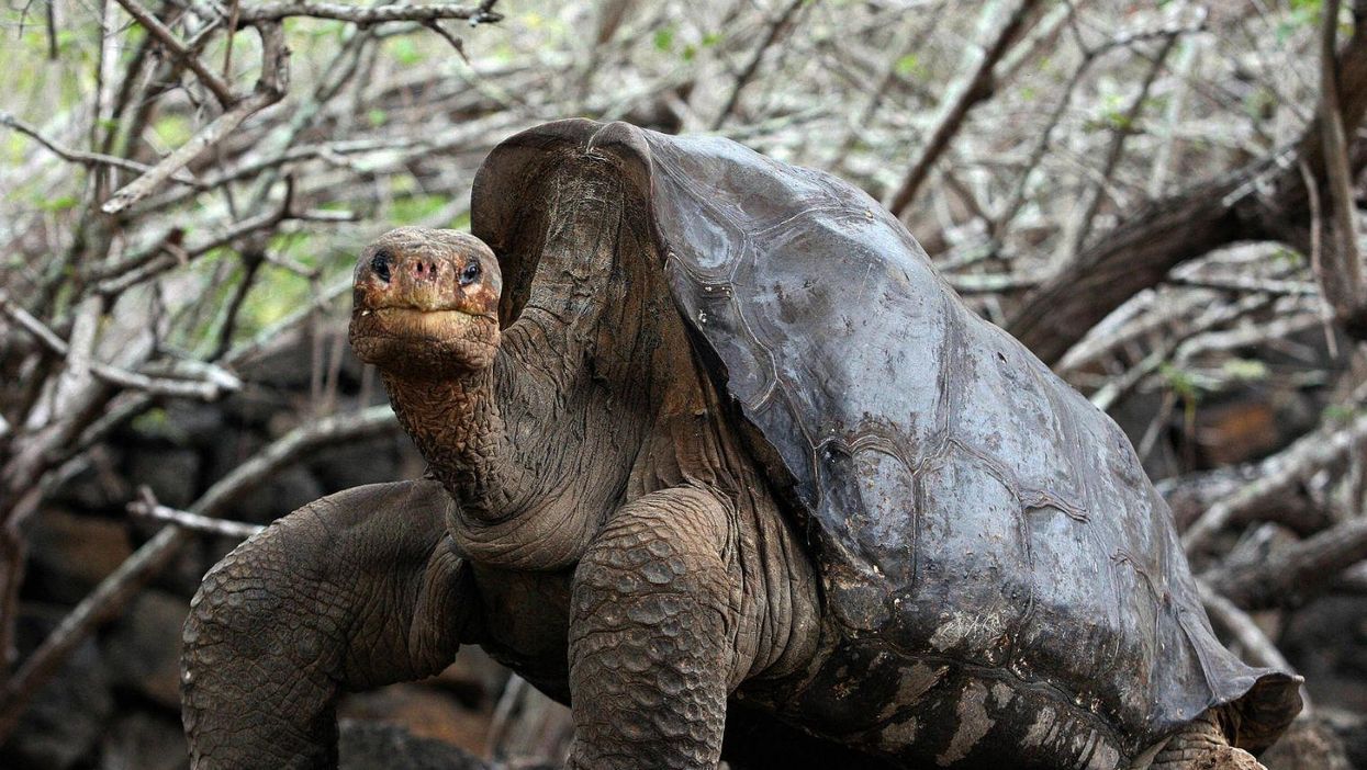 This tortoise had so much sex that he's 'saved his entire species'