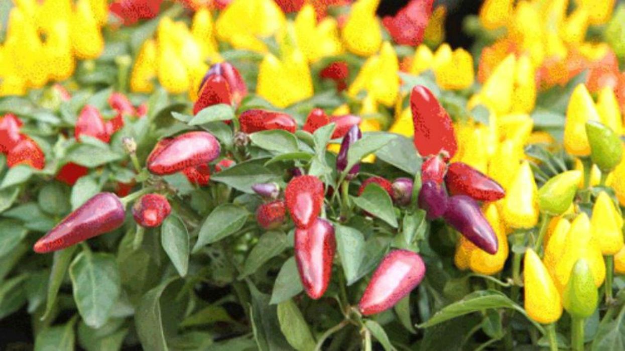 These gifs help to show what the world looks like with colour blindness