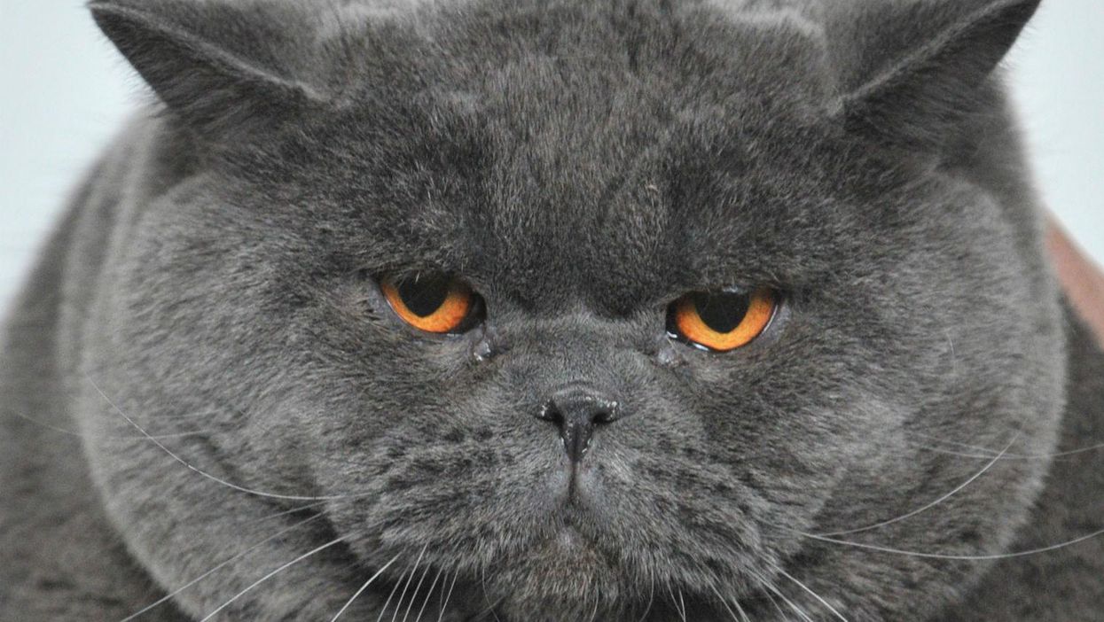 The Catterbox collar will translate your cat's meows into human speech