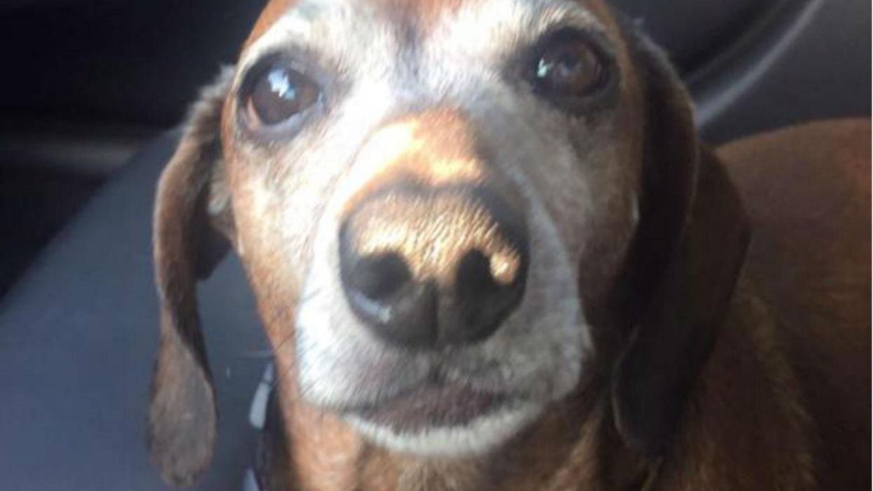 'Fat Vincent' the dog's weight loss journey will give you goals