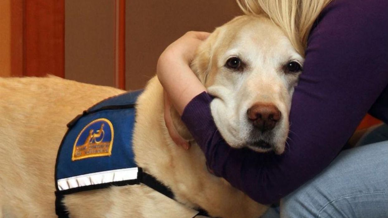 These dogs work in courtrooms to help comfort abuse victims, and they're amazing
