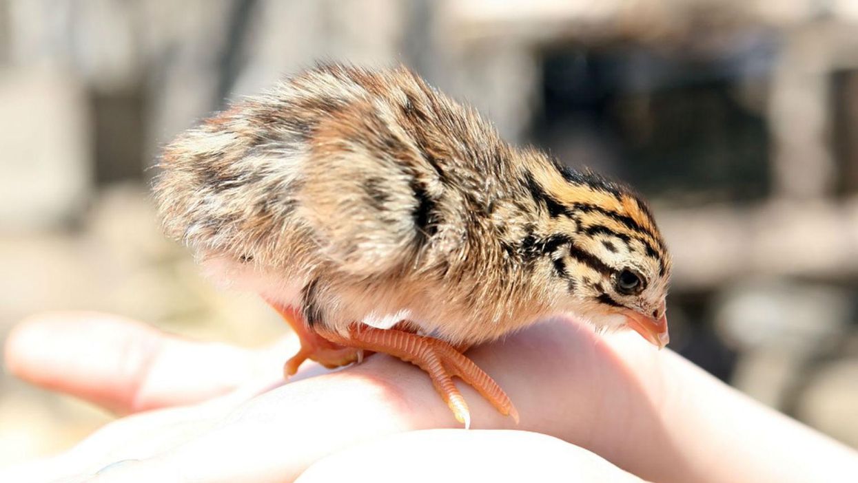 This is what to do if you find a springtime baby bird all by itself