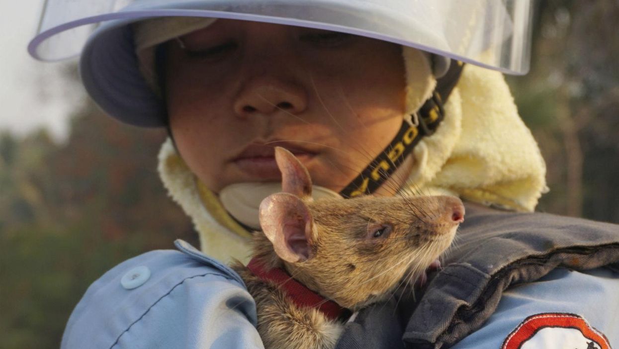 These amazing rats are helping to locate and destroy landmines in Cambodia