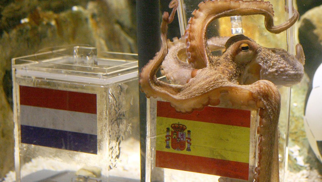 The octopus is so highly evolved scientists think it's an alien