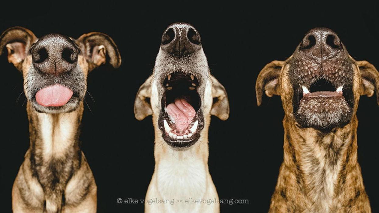 These portraits of dogs are wonderfully expressive