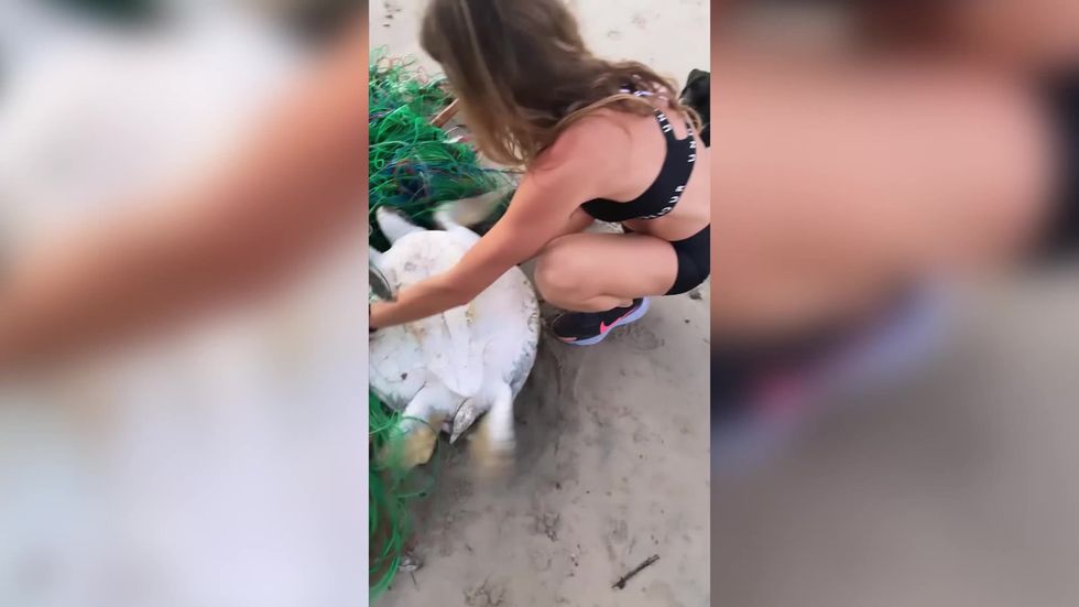 Supermodel Gisele Bündchen saved a turtle trapped in a fishing net