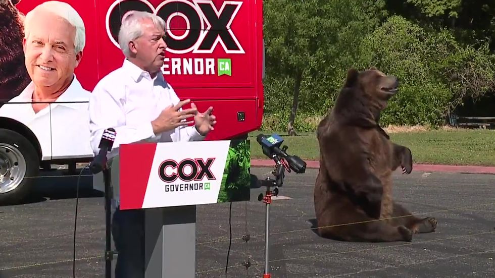 Republican businessman campaigns with huge bear