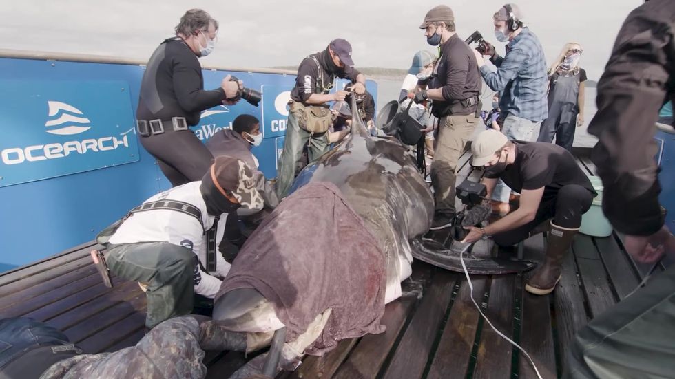Great white shark could end up in Europe after swimming the wrong way
