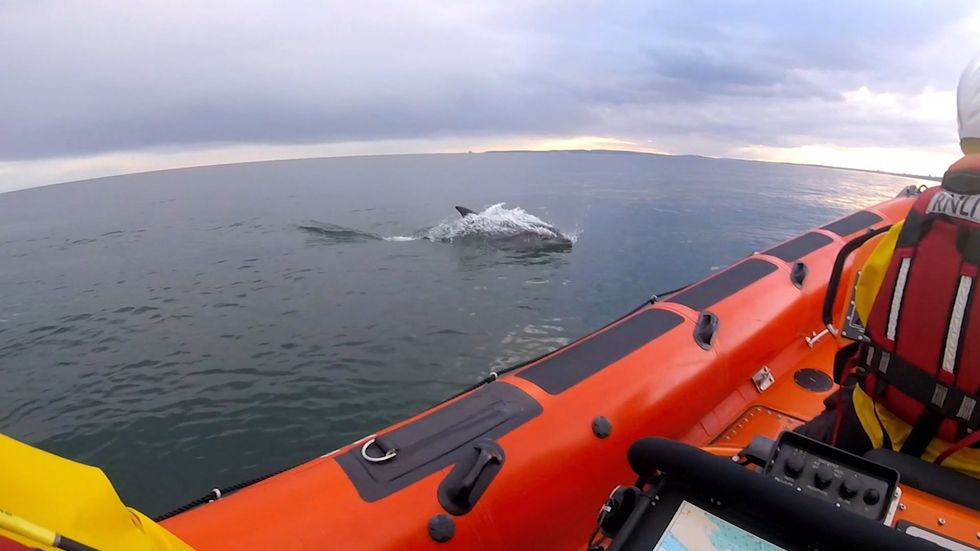 Dolphin pod swimming off UK coast surprises lifeboat team