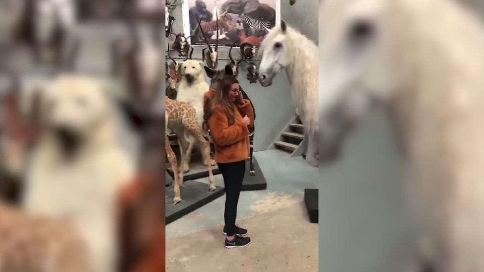 The Apprentice star Luisa Zissman sobs as she sees stuffed body of her dead horse