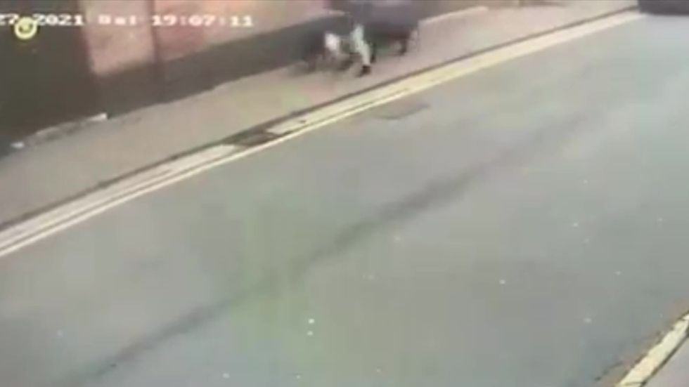 Dognappers steal two Labradors from outside Marks & Spencer